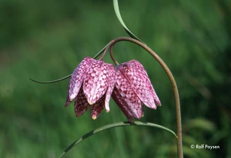 Zwei Blüten der Schachblume an einem Stengel